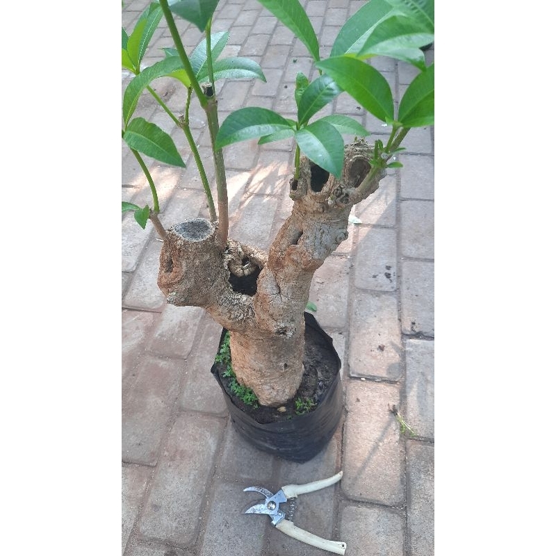 Jual Tanaman Bonsai Pohon Pulai Pule Alstonia Scholaris Shopee