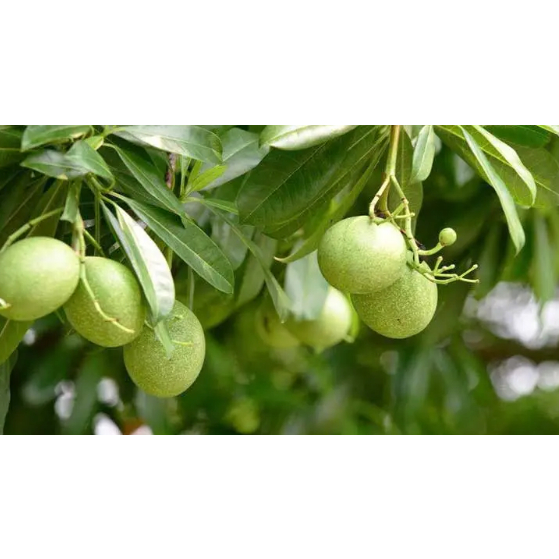 Jual BUah maja | Shopee Indonesia