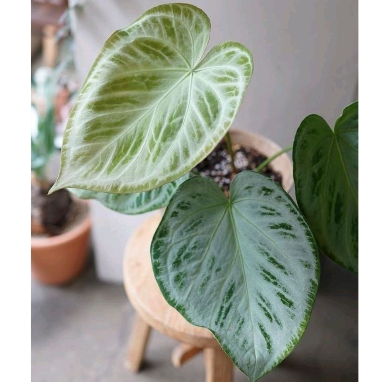 Jual Anthurium silver blush | Shopee Indonesia