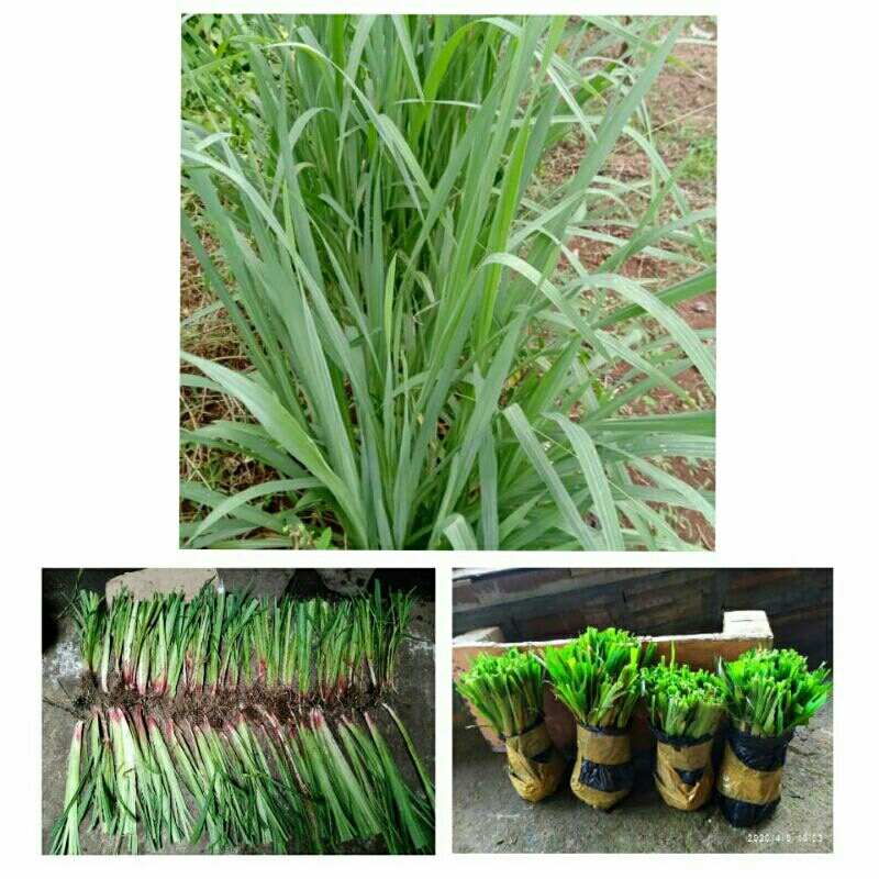 Jual Bibit Rumput Setaria Super Untuk Pakan Ternak Per Pcs Shopee