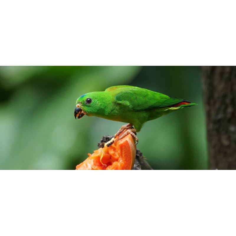 Blue-crowned Hanging-Parrot - eBird