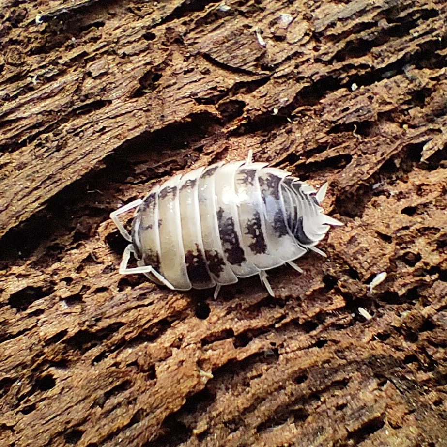 Jual Porcellio Laevis Dairy Cow Isopod pembersih terrarium vivarium