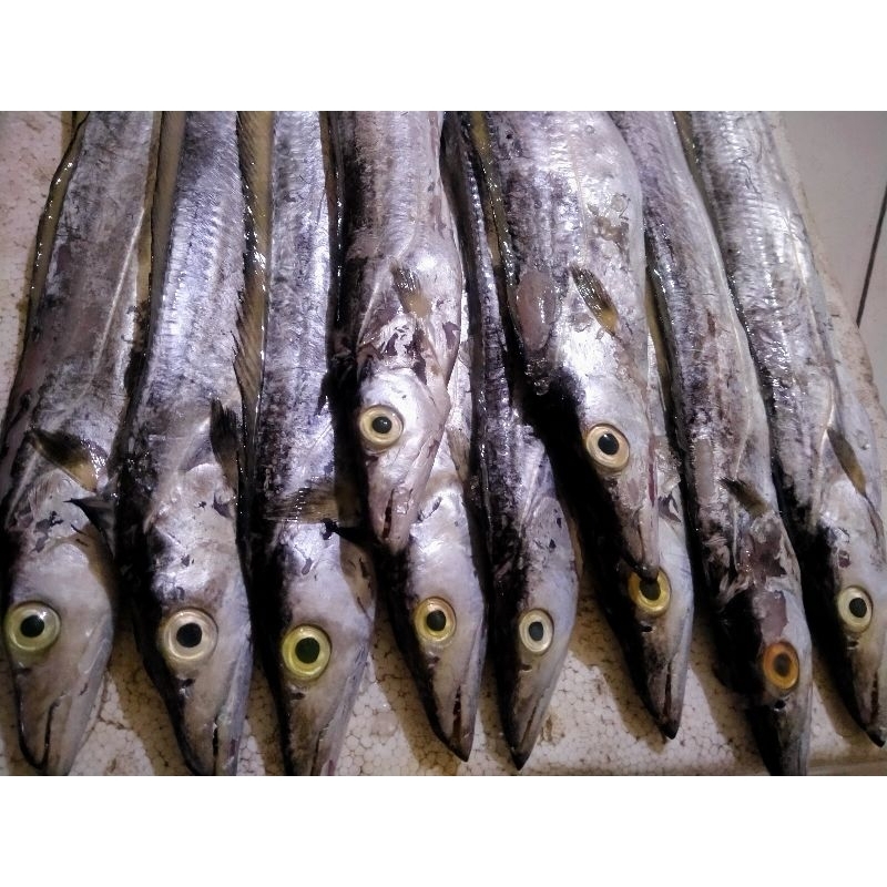 Jual Ikan Layur Segar Fresh 1Kg Hasil Tangkapan Nelayan Harian ...