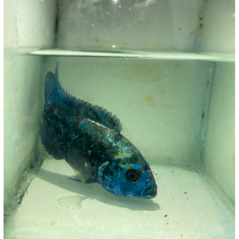 Jual ikan (ebjd) elctricbluejackdempsey | Shopee Indonesia