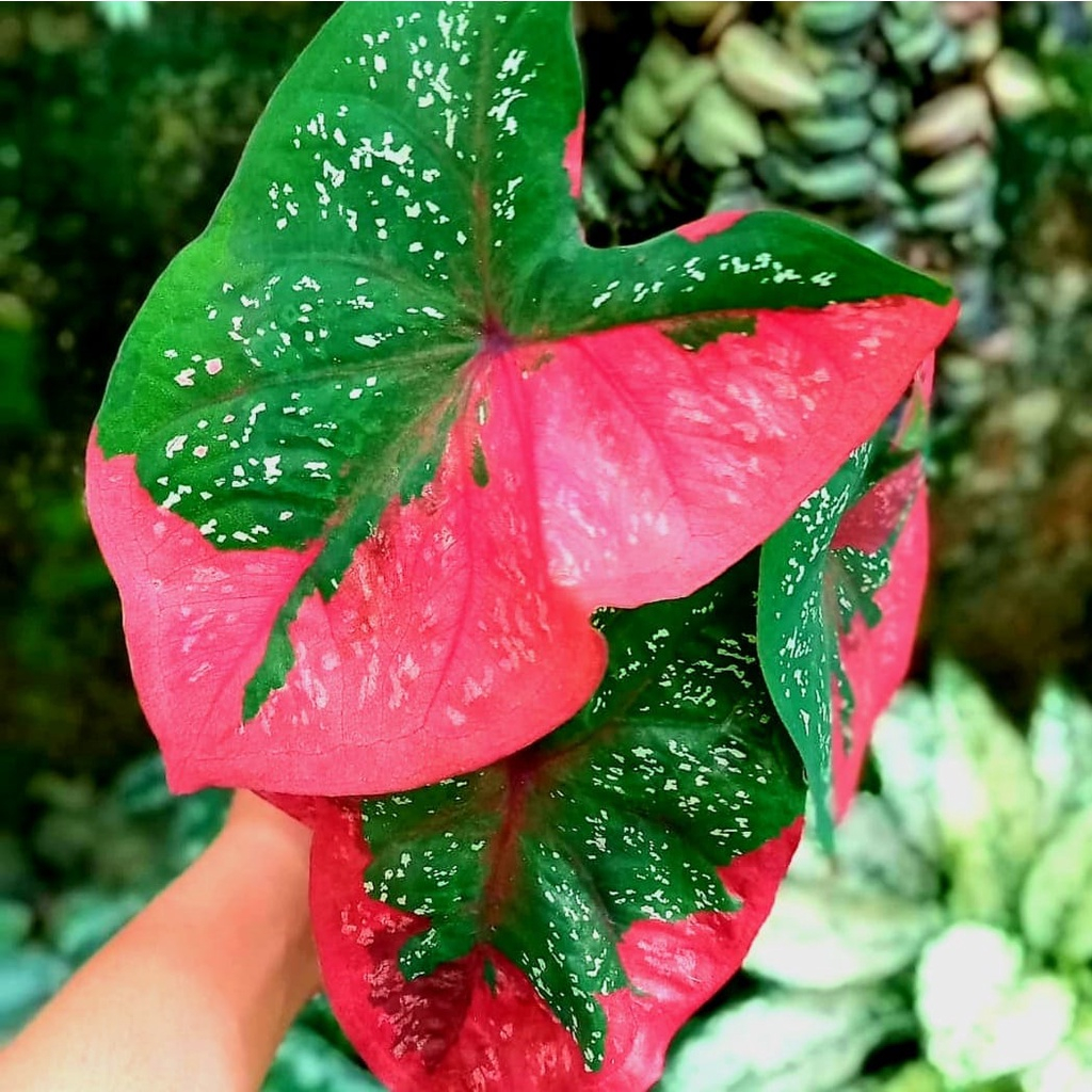 Jual caladium baret merah//tanaman hias keladi//baret murah meriah ...