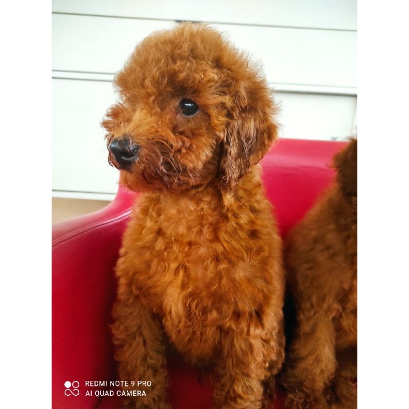 Jual anjing hot sale toy poodle