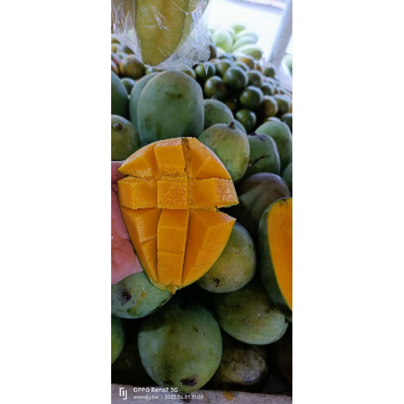 Jual mangga harumanis | Shopee Indonesia