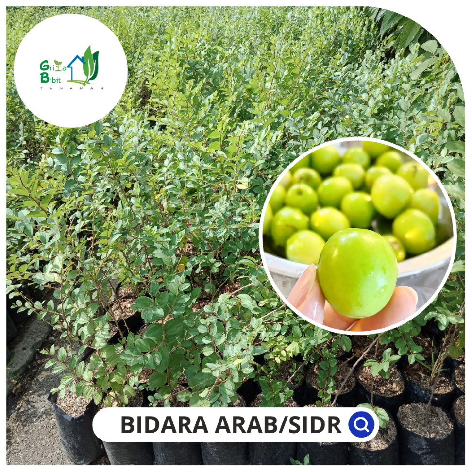 Jual BIBIT BIDARA ARAB ASLI BIDARA ARAB BIBIT POHON BIDARA ARAB