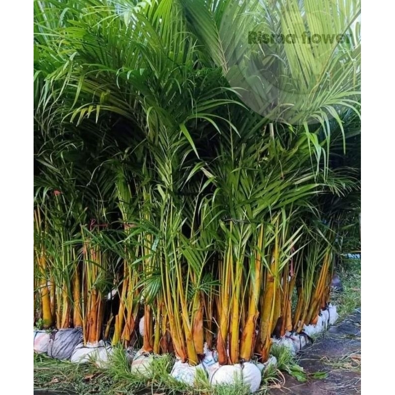 Jual Tanaman hias pohon palem kuning per rumpun tinggi ±1.5 meter ...