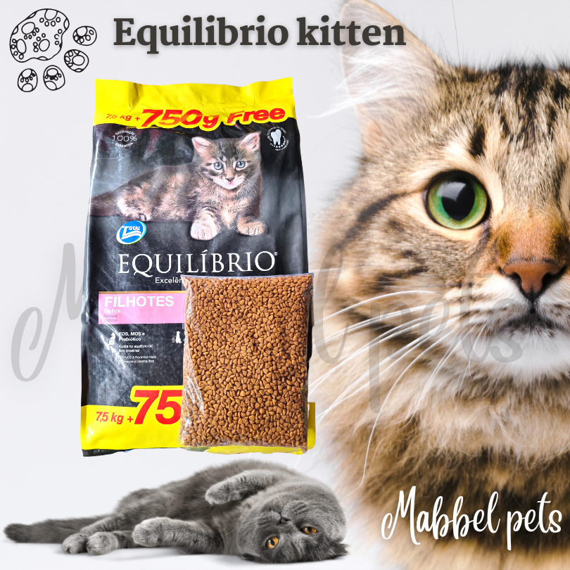 Equilibrio kitten best sale