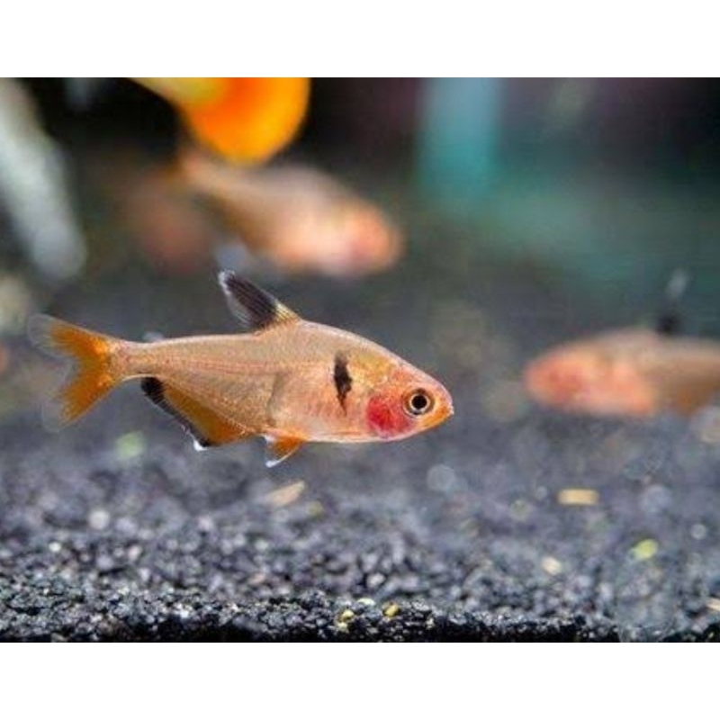 Jual ikan hias tetra serpae aquascape | Shopee Indonesia