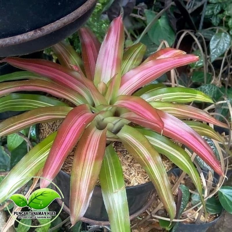 Jual Tanaman bromelia tricolor - Bromelia tri color | Shopee Indonesia