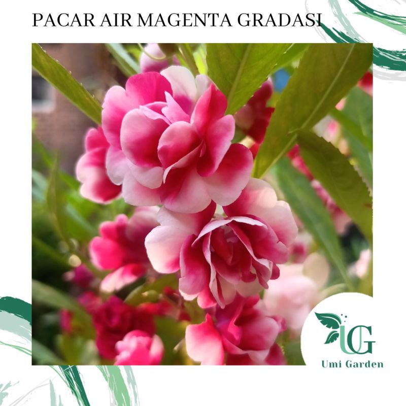 Jual 25 Biji Benih Bunga Pacar Air Tumpuk Magenta Gradasi Softpink