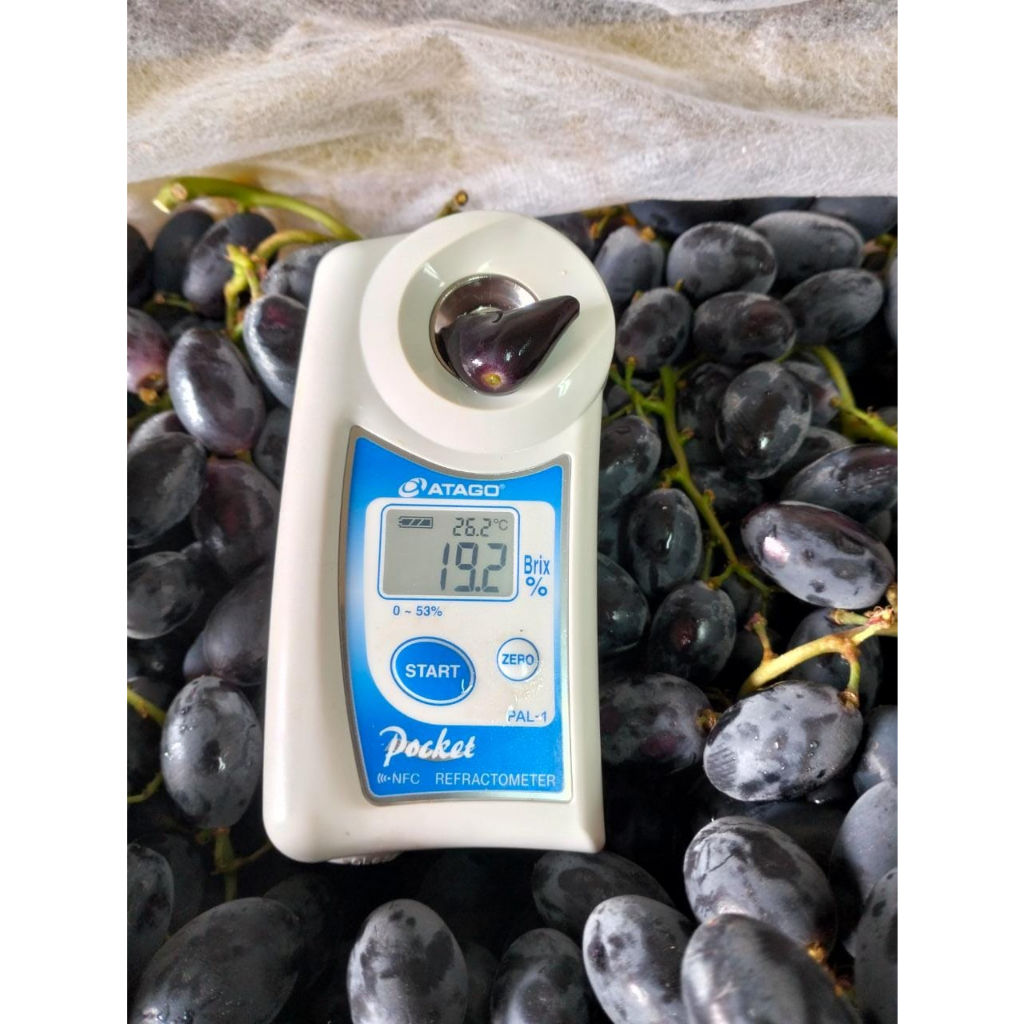 Jual LOLA Anggur AUTUMN ROYAL Sweet Black Grapes IMPORT 250 gr | Shopee ...