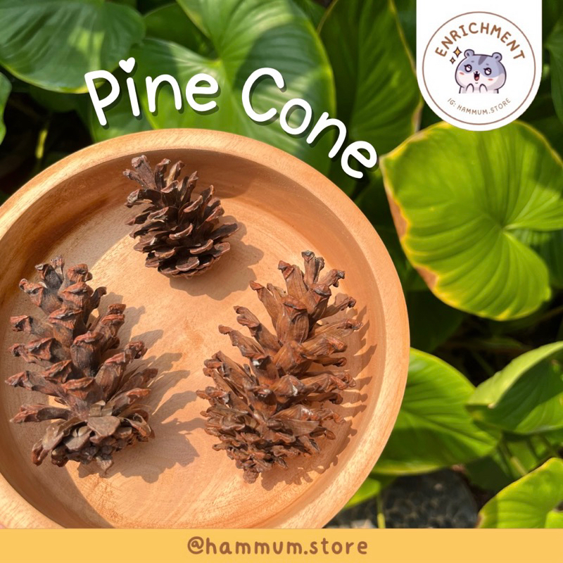 Jual Pine Cone Gigitan Hamster Chew Toy Biji Pinus Asah Gigi