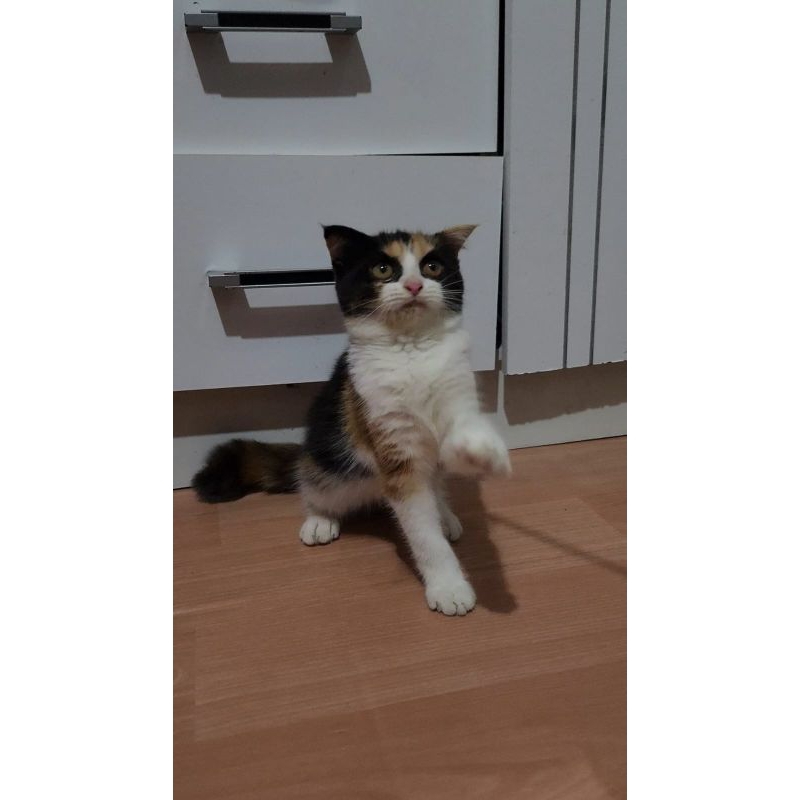 Jual SALE || KUCING KITTEN SCOTTISH SINGLE FOLD | Shopee Indonesia