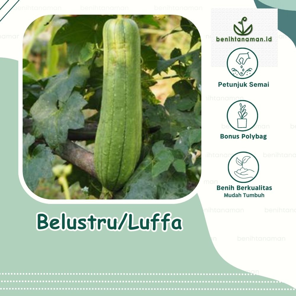 Dunkelblauer Luffa Schwamm – Natürlicher Badeschwamm Für Peeling Und Massage (50 G)