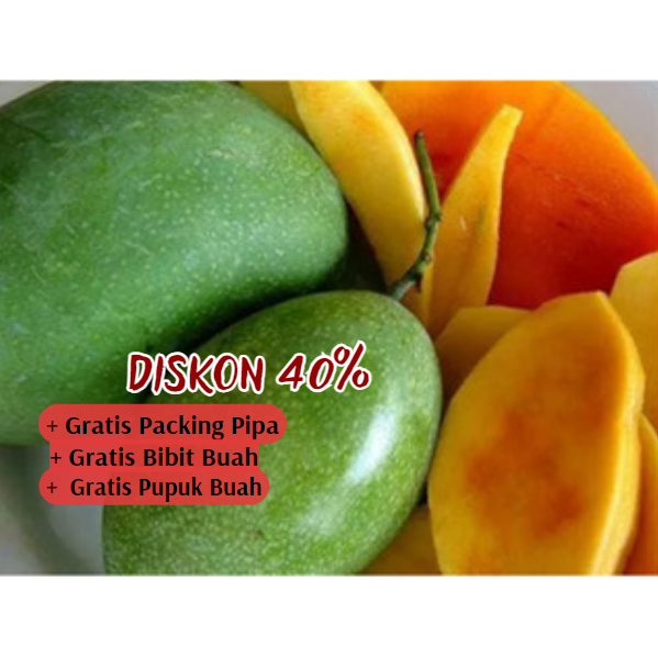 Jual Pohon Mangga Manalagi Bibit Super Cepat Berbuah Unggulan