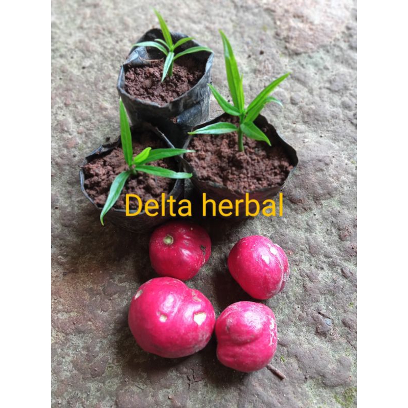 Jual Benih Mahkota Dewasudah Tumbuh Daun Shopee Indonesia