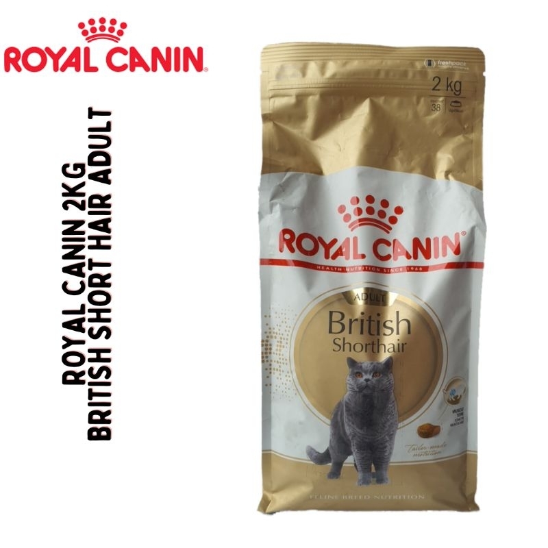 Rc clearance british shorthair