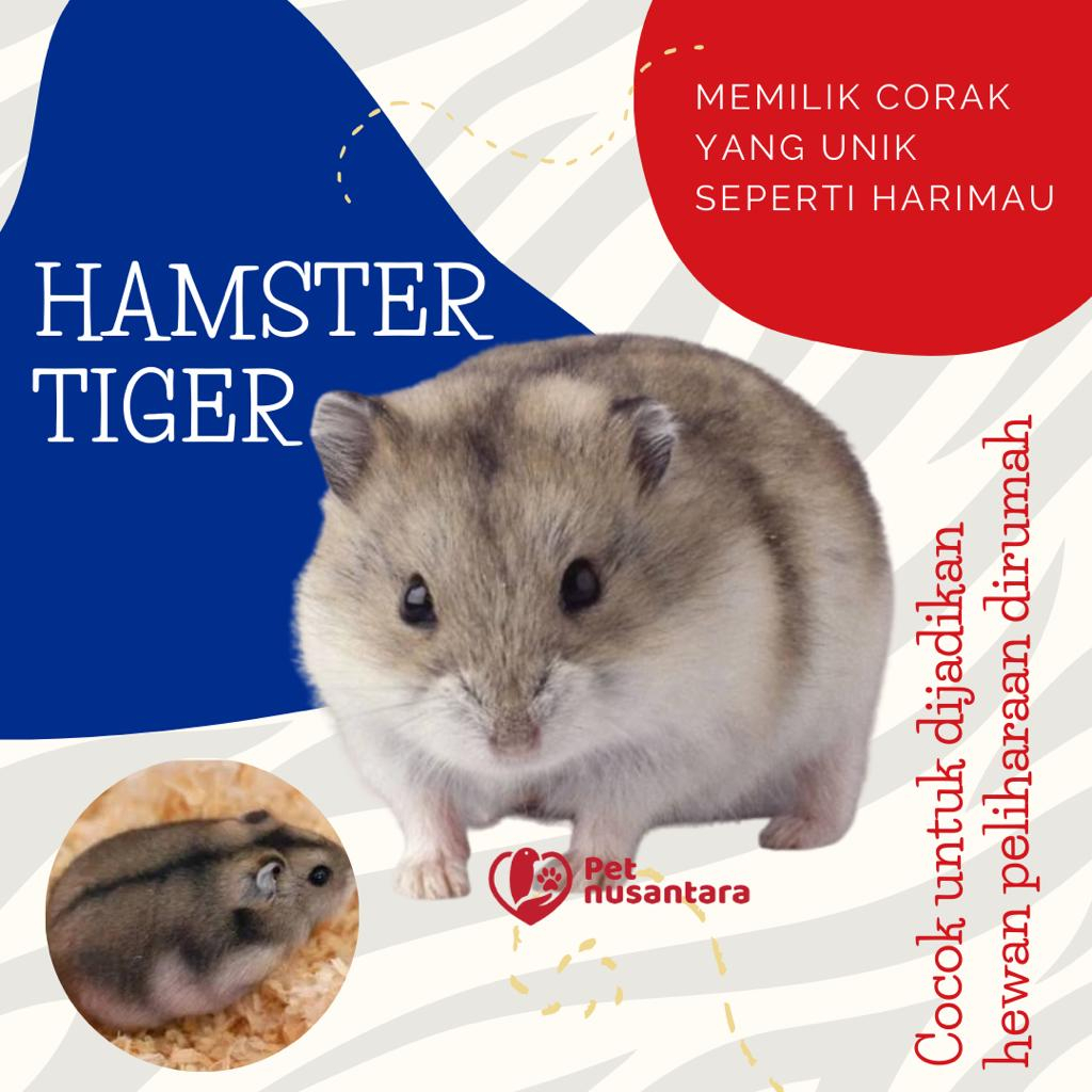 Hamster winter white store harga