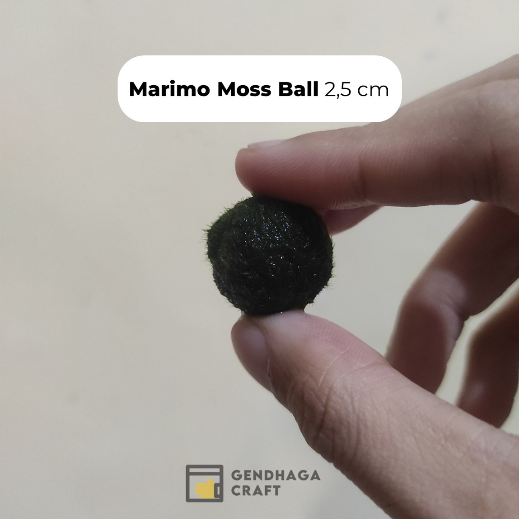 Jual [Extra] Tiny Marimo - Marimo Moss Ball (Satuan) | Marimo Hidup ...