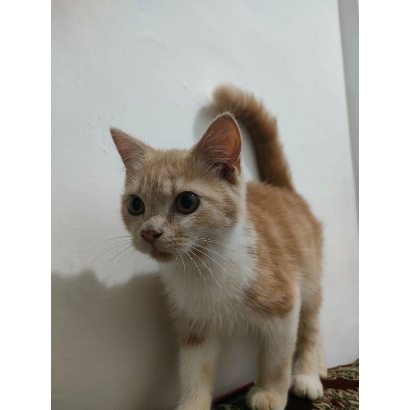 Persia medium sale shorthair