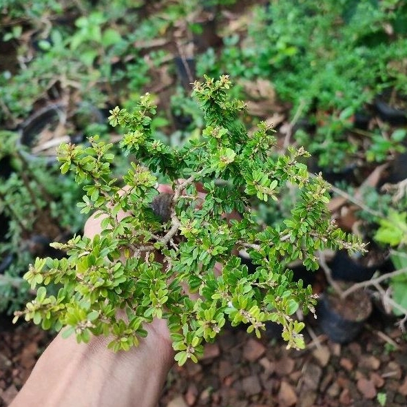 Jual saeng simbur super micro Thailand bahan bonsai small | Shopee ...