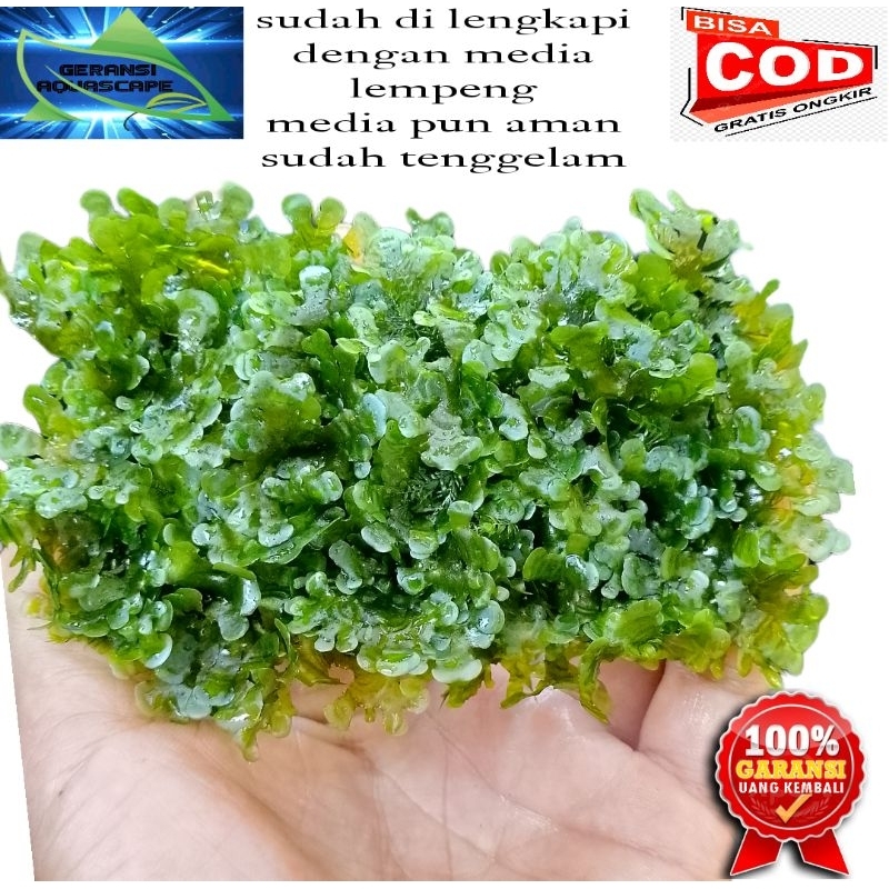 Jual Moss Pelia Tanaman Aquascape Sudah Di Lengkapi Dengan Media