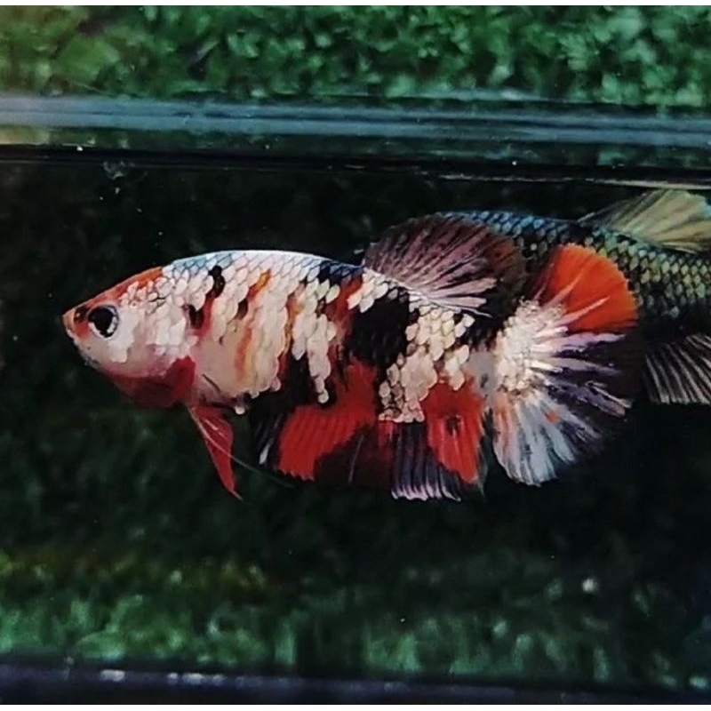 Jual CUPANG RKC REDKOI COOPER | Shopee Indonesia