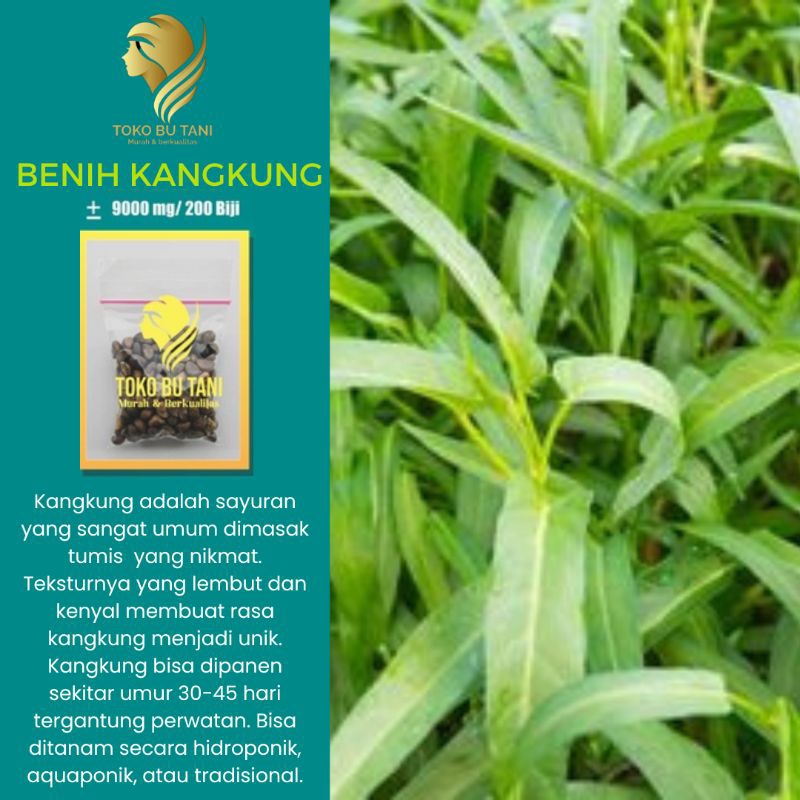 Benih Kangkung Sayuran Hidroponik Hijau Unggul Bibit Sayuran Berkualitas