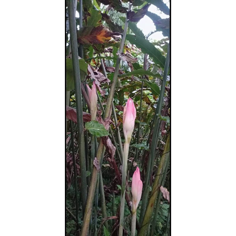 Jual Kecombrang/Sambung Pink 1KG | Shopee Indonesia