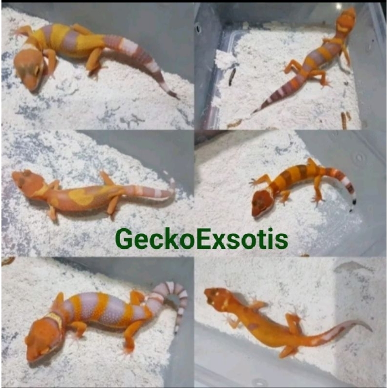 Jual Leopard Gecko Random Line Tremper GeckoExsotis / Bayar Cod ...
