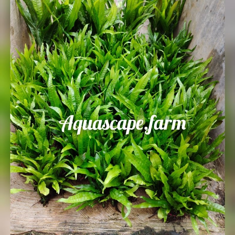 Jual kadaka mini/Java fern tanaman aquascape hiasan aquarium | Shopee ...