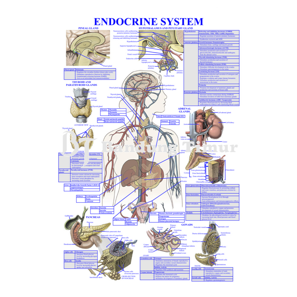 Jual POSTER SISTEM ENDOKRIN ENDOCRINE SYSTEM | Shopee Indonesia