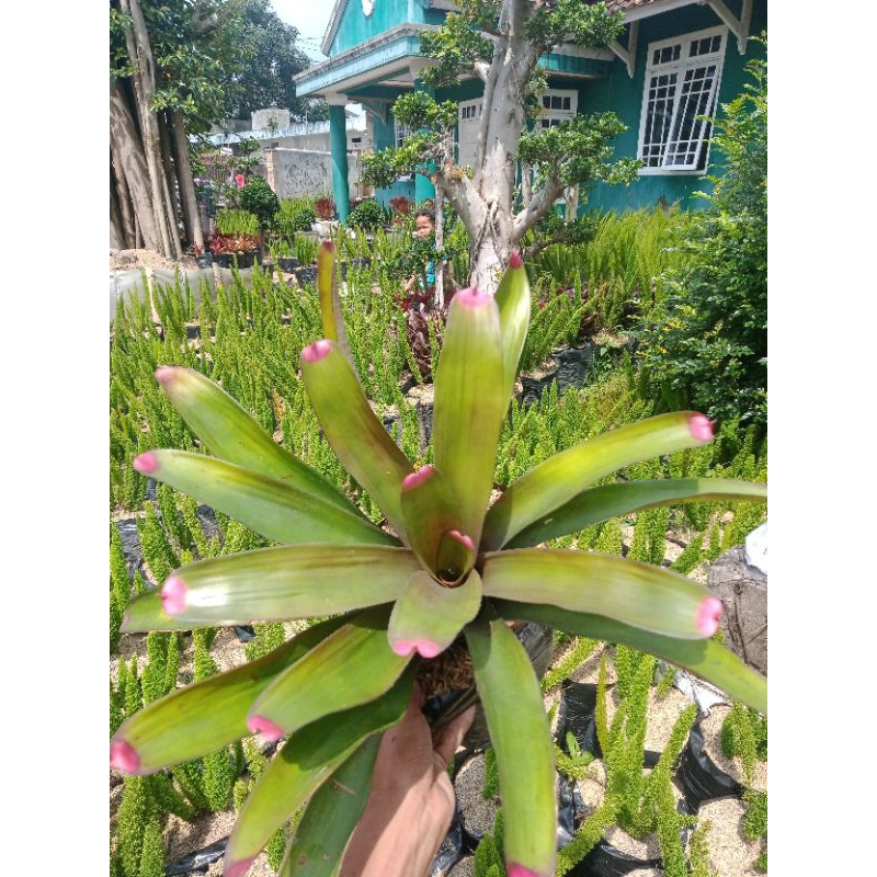 Jual Tanaman bromelia lipstik ping ukuran besar | Shopee Indonesia