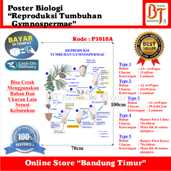 Jual Poster Biologi Reproduksi Tumbuhan Gymnospermae Shopee Indonesia