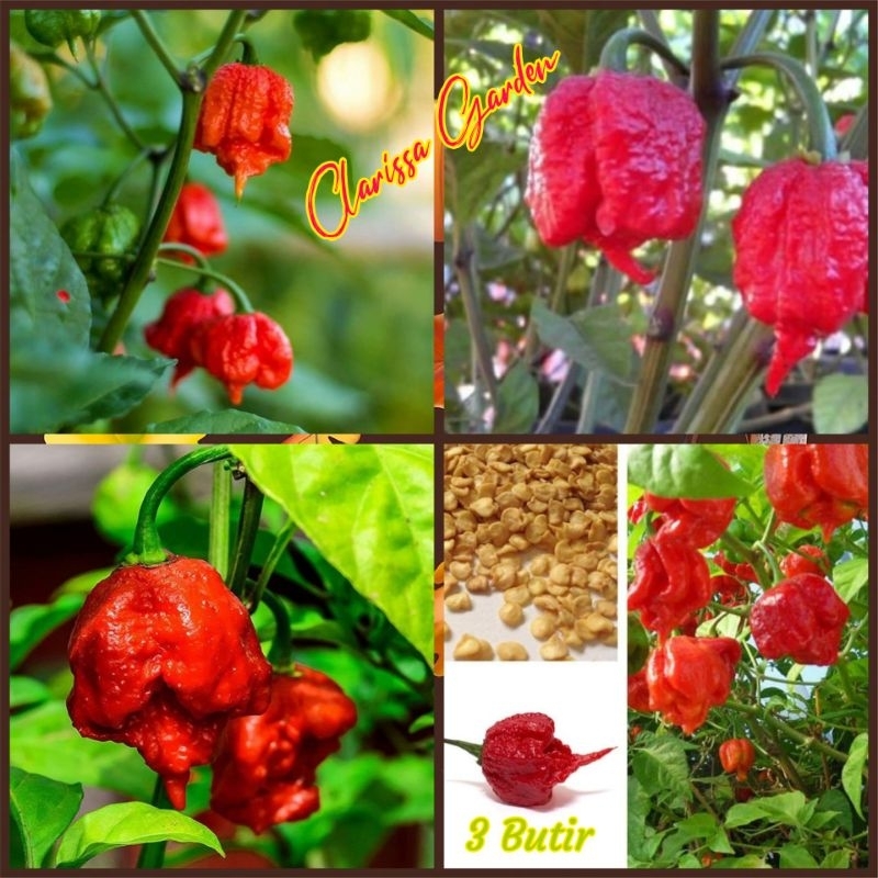 Jual 5 BUTIR BIJI/BENIH CABE RED CAROLINA REAPER PEPPER | Shopee Indonesia