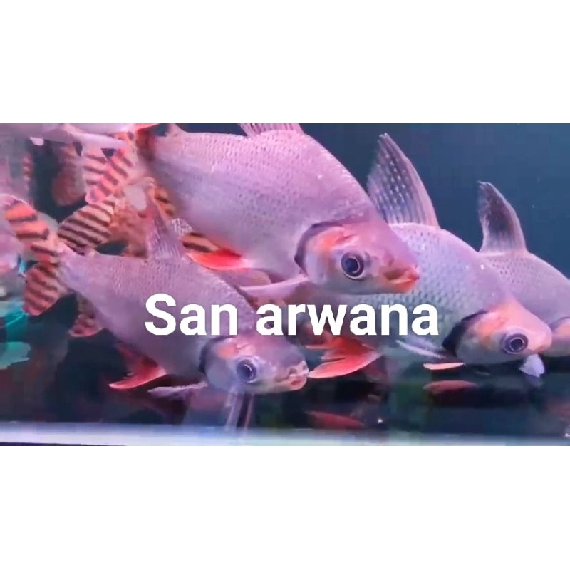 Jual ikan hiasan aquarium RFF red feifeng tankmate arowana | Shopee ...