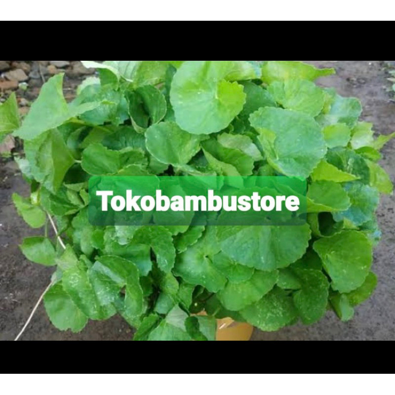 Jual Daun Pegagan Segar Daun Tapak Kuda Segar Herbal Alami Shopee Indonesia