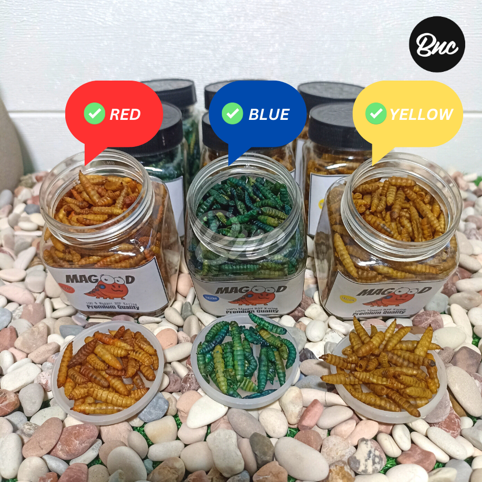 Jual Maggot BFS Kering Warna Maru Yellow Blue Red El Barca Pakan Ikan ...