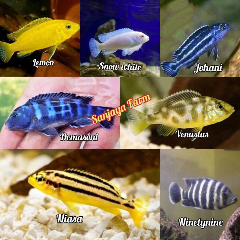 Jual 1kan Hias Cichlid Koleksi Aquarium Shopee Indonesia