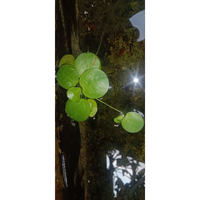 Produk tanaman hias aquarium | Shopee Indonesia