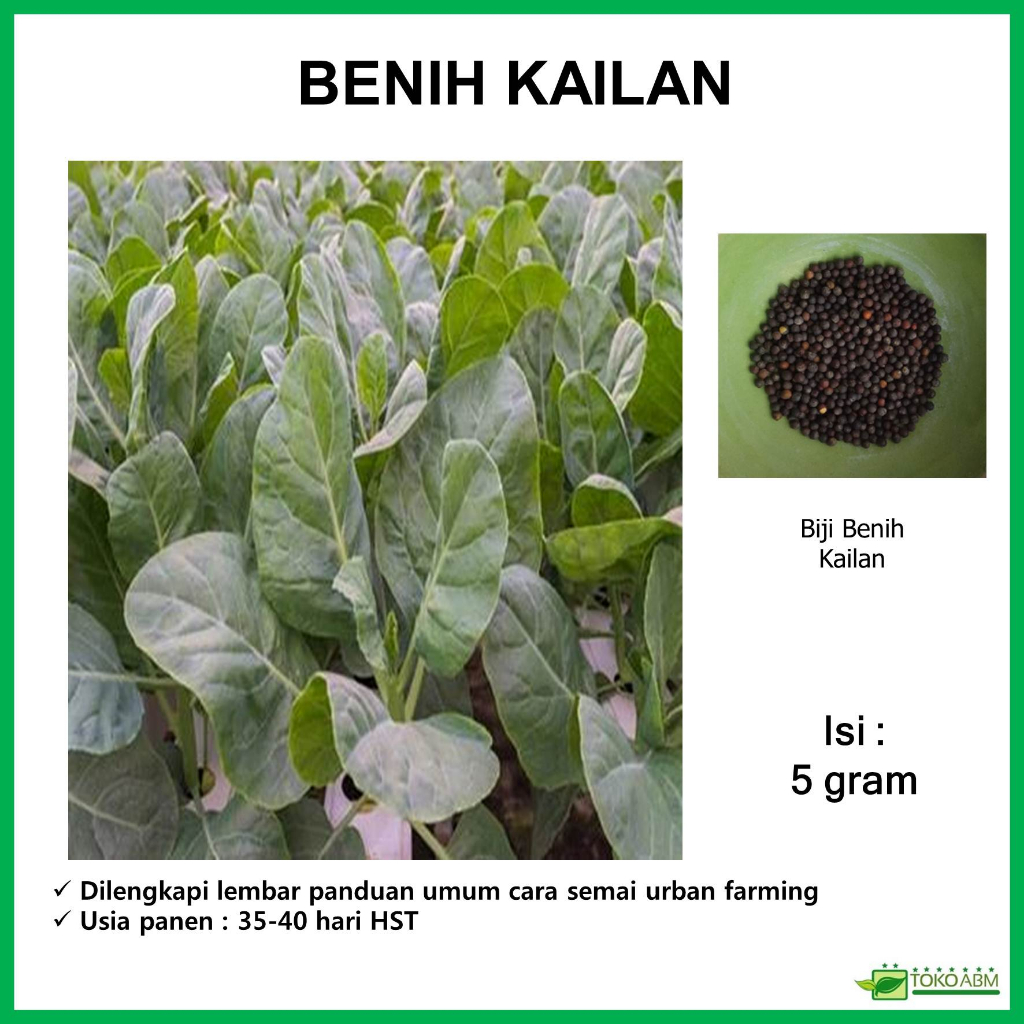 Jual Bibit Benih Sayuran Kailan Kemasan Repack Urban Farming Shopee