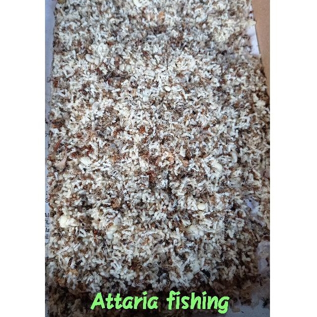 Jual KROTO/TELUR SEMUT RANGRANG/KROTO LAMPUNG PER ONS (100 gr) KHUSUS ...