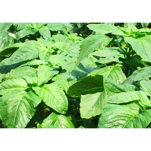 Jual Benih Bayam Petik Raja 150Seeds | Shopee Indonesia