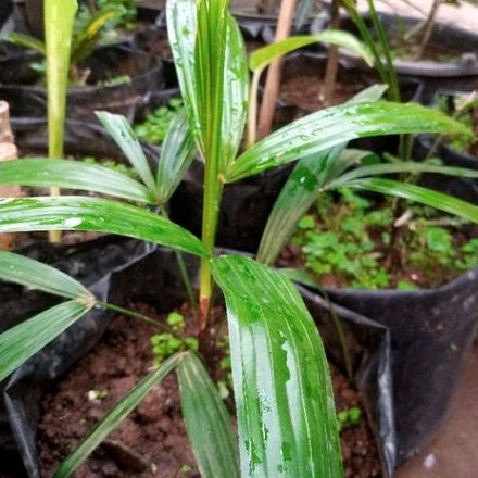 Jual Palem waregu | Shopee Indonesia