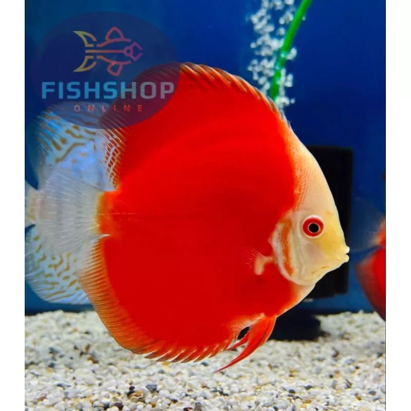 Jual Discus Ukuran 2 inch 4 pilihan jenis Discus | Shopee Indonesia