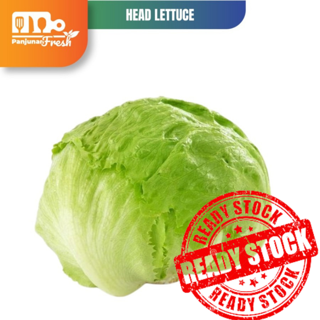 Jual HEAD LETTUCE / SELADA BULAT/ LETTUCE ICEBERG 1 KG Shopee Indonesia