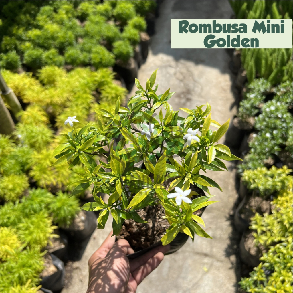 Jual Rombusa Mini Golden Tanaman Hias Tanaman Teras Rumah Tanaman ...